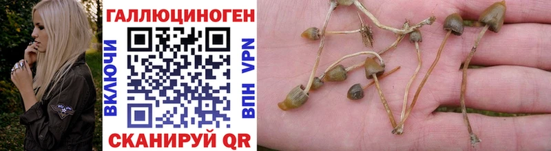 Купить  Каспийск  Галлюциногенные грибы GOLDEN TEACHER 